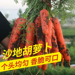 新鮮蔬菜批發(fā)新選擇 10斤帶箱胡蘿卜，健康便捷直達(dá)餐桌